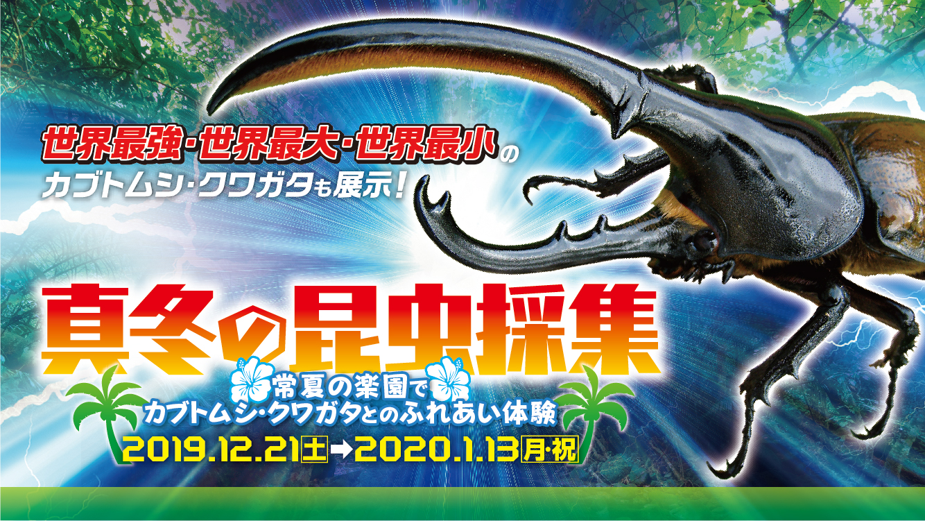 冬休みに世界のカブトムシ クワガタが大集合 真冬の昆虫採集 開催 常磐興産株式会社のプレスリリース