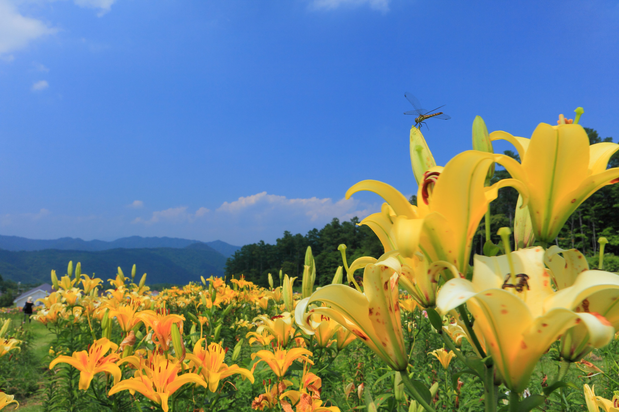 日光霧降高原の初夏の絶景 一面のニッコウキスゲ、新緑を楽しむ 大江戸温泉物語『日光霧降』 バスツアーを期間限定で開催｜大江戸温泉物語ホテルズ ...