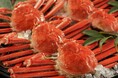 カニの季節が本格的に到来!冬の味覚の王様「本ズワイガニ」を堪能できる別注料理の提供開始