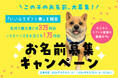 わんわんリゾート 粟津の"看板犬"の名前をみんなで決めよう！Instagramで「お名前募集キャンペーン」を8月8日(土)より開催