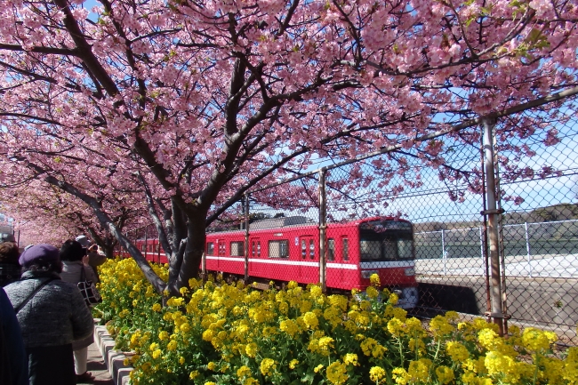 河津桜の濃いピンクと菜の花の黄色、京急の赤と青空が織り成すコントラスト