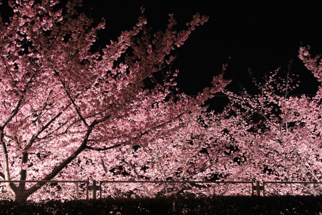 夜はライトアップもされ、夜桜も楽しめる