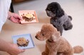 【新発売】国産大豆100%・無添加の豆乳工房が本気で作った愛犬用フード！「わんわん豆いろは 生おからごはん」を公式ネットショップにて販売開始