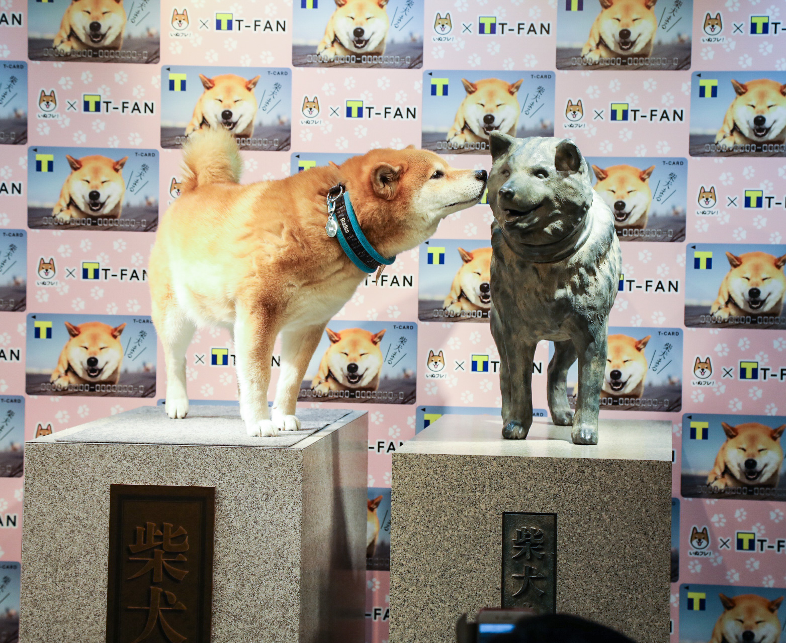 渋谷の新名所！インスタグラムでフォロワー人気No.1犬、柴犬まるがSHIBUYA TSUTAYAに期間限定で銅像設置
