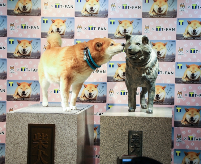 渋谷の新名所 インスタグラムでフォロワー人気no 1犬 柴犬まるがshibuya Tsutayaに期間限定で銅像設置 株式会社蔦屋書店のプレスリリース