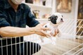 子犬・子猫の健やかな成長を支える床環境とは