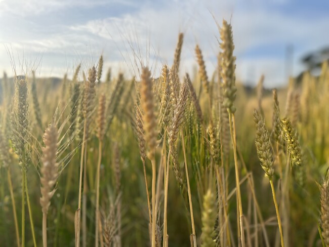 農薬化学肥料を使用せずに栽培した収穫前の「大麦」