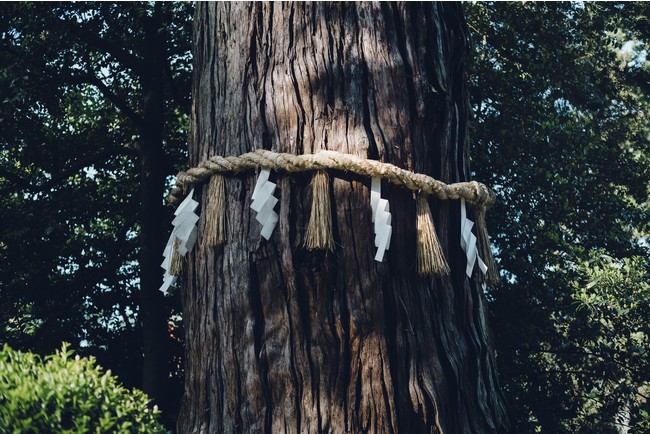 樹齢1,000年以上のご神木。本殿の横には源頼義の祈願により三又に分かれたといわれる三本杉もあります。
