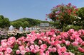皇室別荘跡地に広がる「王侯貴族のバラ園」とバラ尽くしの贅沢ランチ