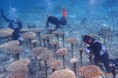 海の自然史研究所、「アラムコ・コーラルリンク沖縄」プロジェクトを開始