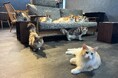 【京都】0歳から入店OK！コワーキング×癒やしが融合した京田辺初のハイブリッド猫カフェ「京田辺の猫カフェNAP」が8月22日 (土) グランドオープン