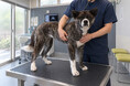 犬の口腔内悪性黒色腫（メラノーマ）に対する抗イヌPD-1抗体の企業治験を3施設で開始