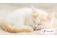 Withねこ、猫のAIヘルスケア機能を大型アップデート。第一アイペット損害保険の募集代理店としてペット保険のご案内も開始