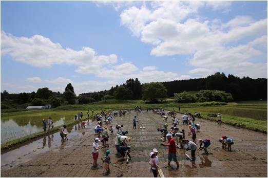 全員での田植えの様子