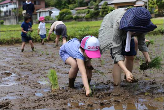 親子で田植えをする参加者