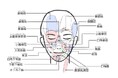 表情筋研究所「表情筋実態調査2024」