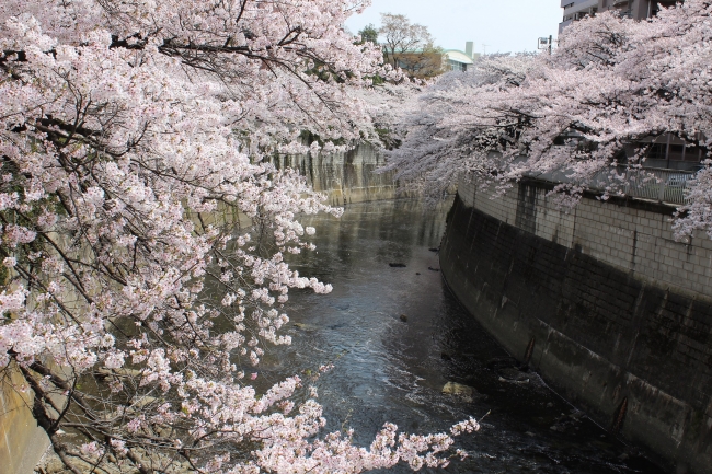 ホテルから徒歩3分の神田川沿いの桜並木