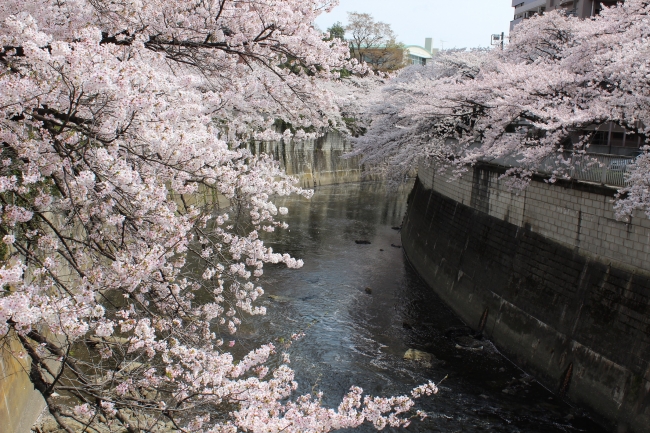 ホテルから徒歩2分の神田川沿いの桜並木