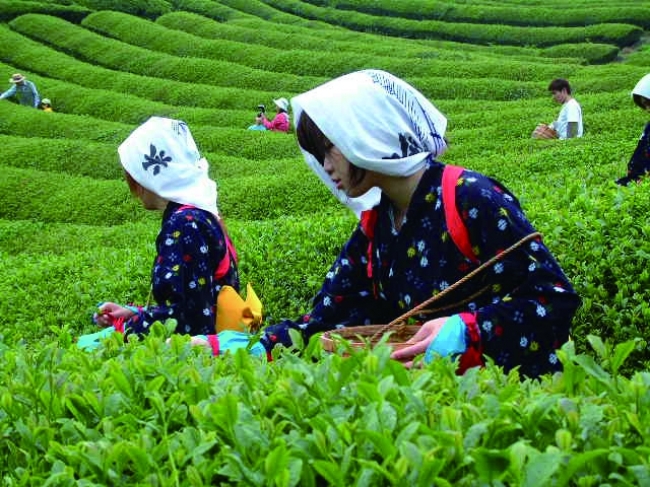 和束町茶摘み風景イメージ