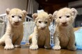 湘南動物プロダクションでホワイトライオンの赤ちゃん3頭が誕生！赤ちゃんたちと過ごす特別な体験会を開催予定