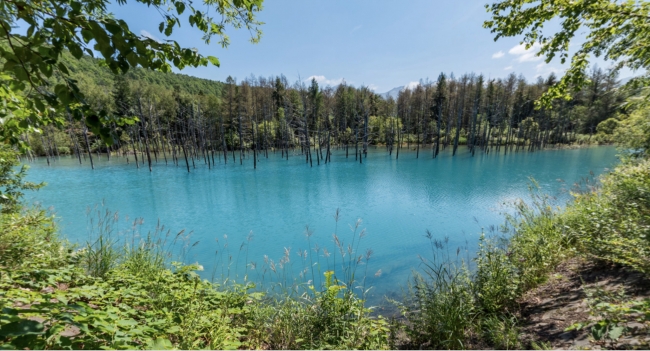 北海道　美瑛青い池