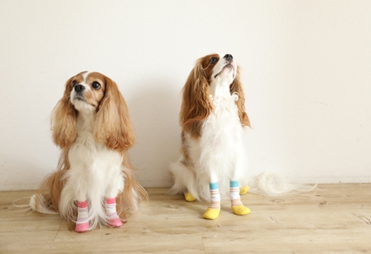 犬の靴 靴下専門店 Docdog が獣医師監修のもと開発した ロング丈の犬用靴下 Skitter Plus スキッタープラス を6月19日 火 より新発売 株式会社ディライトクリエイションのプレスリリース