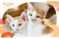 当社完全子会社WHDC アクロディア株式会社、保護猫応援プロジェクト「笑にゃん日和」にてサービスサイト、及び、公式 X アカウントを開設~保護猫たちの日常から里親との出会いまで、心温まる情報を発信~