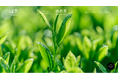幻の銘茶『渋谷茶』復活プロジェクト、始動!数量限定で貴重な渋谷茶の苗木を無償提供するキャンペーン実施中!