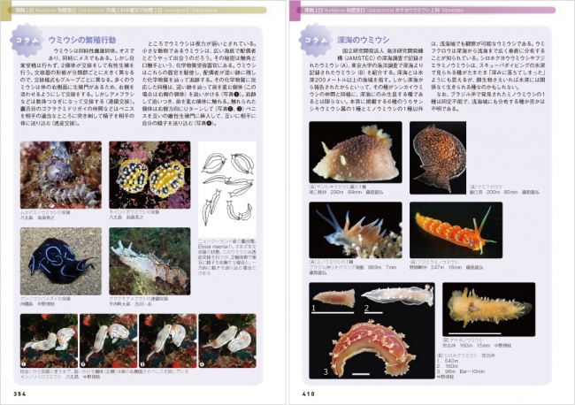 美しい色彩と多様な形態 日本近海で見られるウミウシ 1 441種を収録した図鑑を発売 株式会社 文一総合出版のプレスリリース