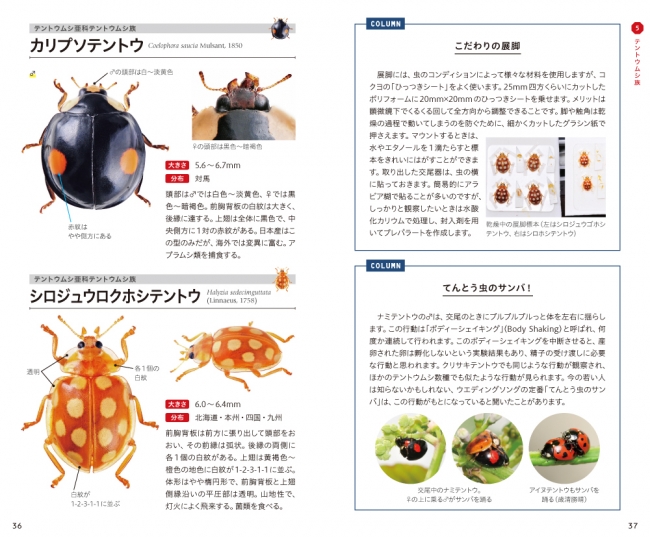 身近で見られるかわいい昆虫 テントウムシの本格的な識別図鑑 日本に生息するテントウムシ115種を掲載 重版出来 株式会社 文一総合出版のプレスリリース