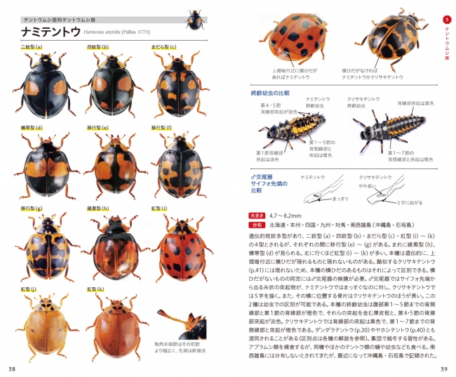 身近で見られるかわいい昆虫 テントウムシの本格的な識別図鑑 日本に生息するテントウムシ115種を掲載 重版出来 株式会社 文一総合出版のプレスリリース