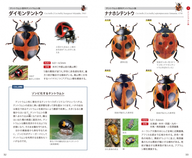 身近で見られるかわいい昆虫、テントウムシの本格的な識別図鑑。日本に 