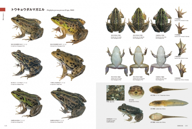 国内のカエル全48種類を網羅したカエル図鑑の決定版 株式会社 文一総合出版のプレスリリース