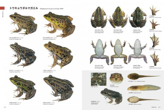 国内のカエル全48種類を網羅したカエル図鑑の決定版！｜株式会社 文一