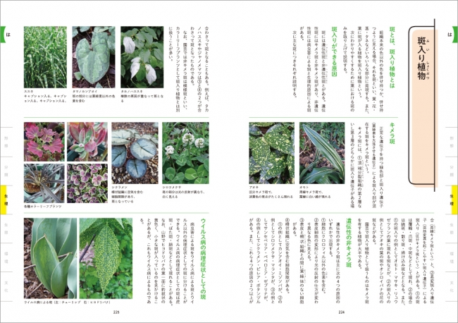 植物の用語を写真とイラストでわかりやすく解説した 今までとは違う新しい植物事典 植物なんでも事典 発売 株式会社 文一総合出版のプレスリリース