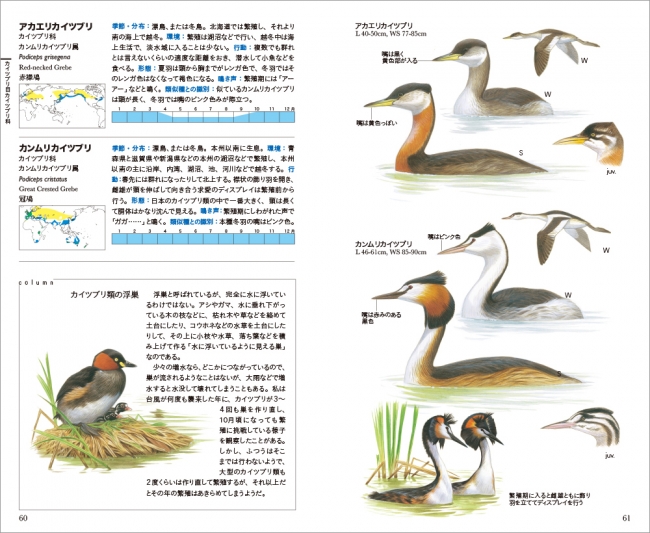 日本で見られる野鳥638種を掲載したイラストによる識別図鑑 