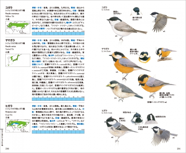 日本で見られる野鳥638種を掲載したイラストによる識別図鑑