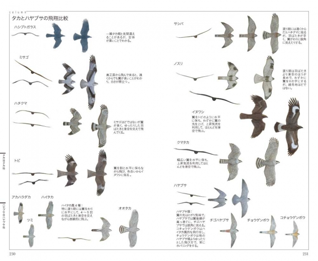 日本では約30年ぶり イラストによる野鳥図鑑 ついに発売 株式会社 文一総合出版のプレスリリース
