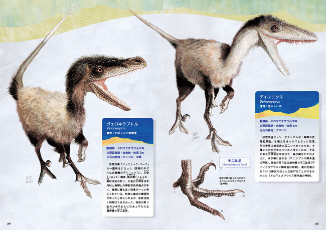 左は本書籍の表紙を飾るヴェロキラプトル。右は某有名恐竜映画で有名になったデイノニクス