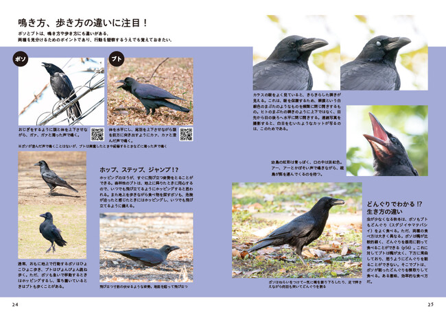 見れば見るほど面白い“カラス”の魅力を徹底解説!野鳥専門誌が本気で作った最新カラス入門|株式会社 文一総合出版のプレスリリース