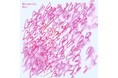Kitri、ニュースタイルライブ『“Blanc Noir” #2』の開催決定!「Re:cover 2in1」のデジタルリリースも。