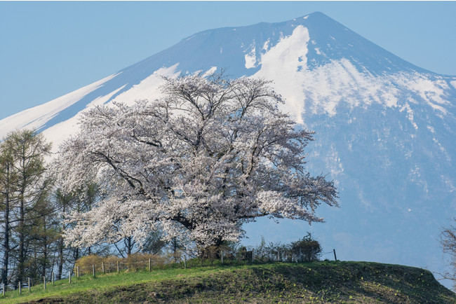 岩手山と為内の一本桜