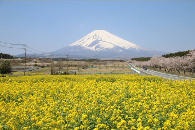 パノラマロードからの菜の花と富士山