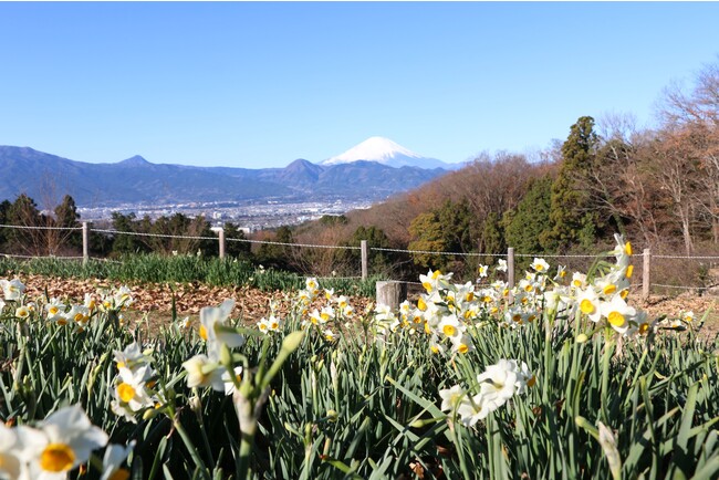 おおいゆめの里 富士山と町の花すいせん