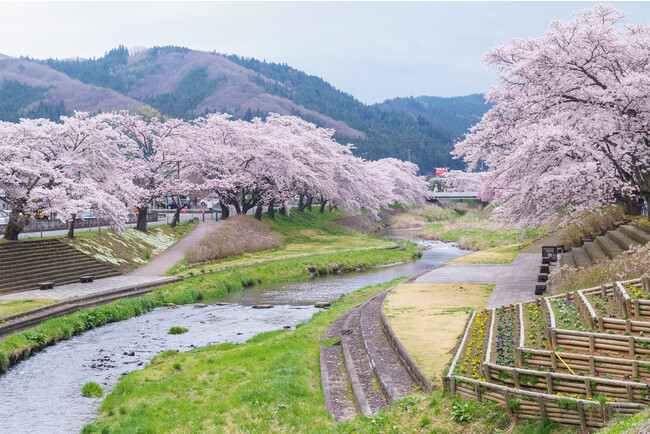 《今出川・北須川の川沿いの桜》 数キロにわたり続く2,000本の桜並木が一斉に開花します