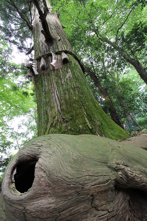 高尾山「たこ杉」 高尾山「たこ杉」