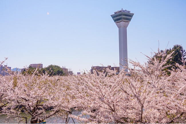 春の五稜郭