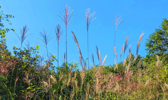 秋の「室蘭岳山麓総合公園」（だんパラ公園）