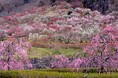 【海石榴/山翠楼SANSUIROU/湯河原 千代田荘】湯河原温泉で梅の香りに包まれませんか? ~湯河原梅林「梅の宴」鑑賞特別プラン~