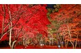 【湯の川温泉/湯元啄木亭】大好評につき今年も開催!香雪園と函館山に行くバスツアー!